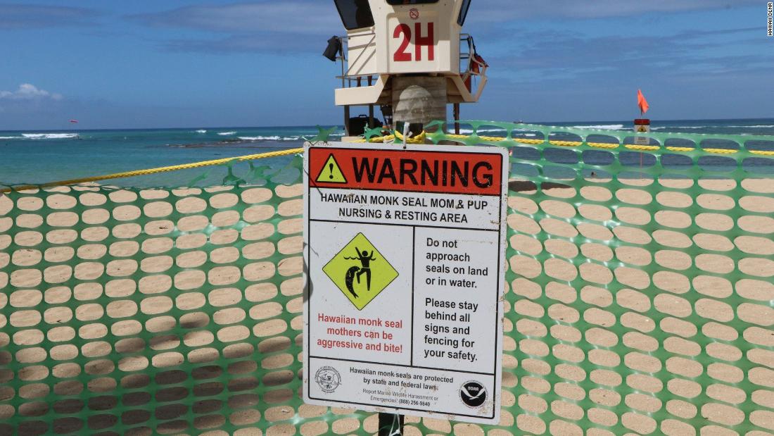 Ambtenaren hebben een hek neergezet om de met uitsterven bedreigde Hawaïaanse zeehonden te beschermen
