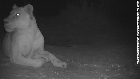 A remote camera captured an image of a lioness in Sena Oura National Park, along Chad&#39;s border with Cameroon.