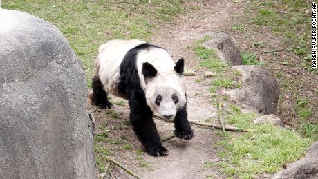 Ya Ya saluda a sus fans el 8 de abril cuando cientos de personas visitaron el zoológico para despedirse del panda gigante.