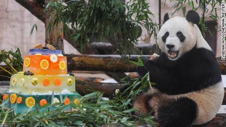 Ru Yi, un panda gigante macho en el zoológico de Moscú, disfruta de un pastel especial para conmemorar el Día Internacional del Panda el 16 de marzo. 