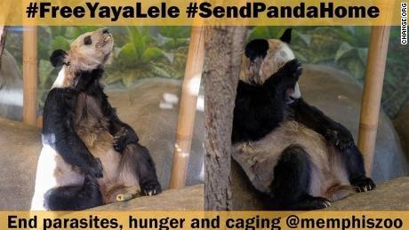 Una petición de Panda Voices para que Ya Ya y Le Le regresen a China en change.org ha obtenido 193.000 firmas.