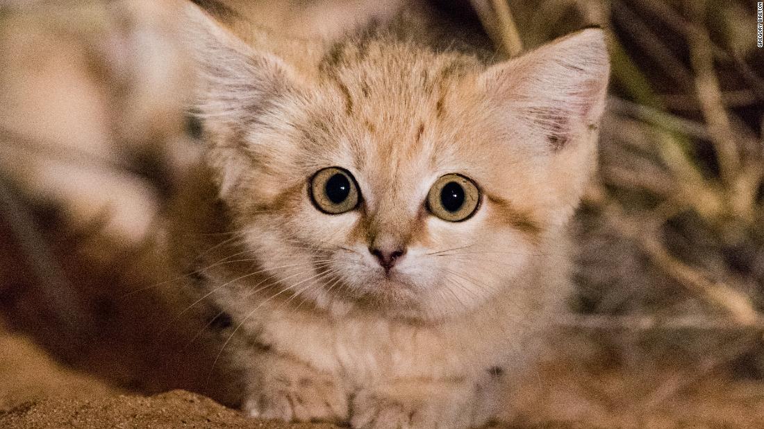 NextImg:These adorable sand cats could be under threat