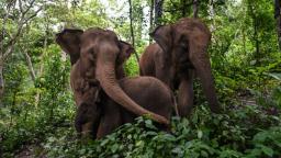Lebih dari dua pertiga habitat gajah hilang di seluruh Asia, demikian temuan penelitian