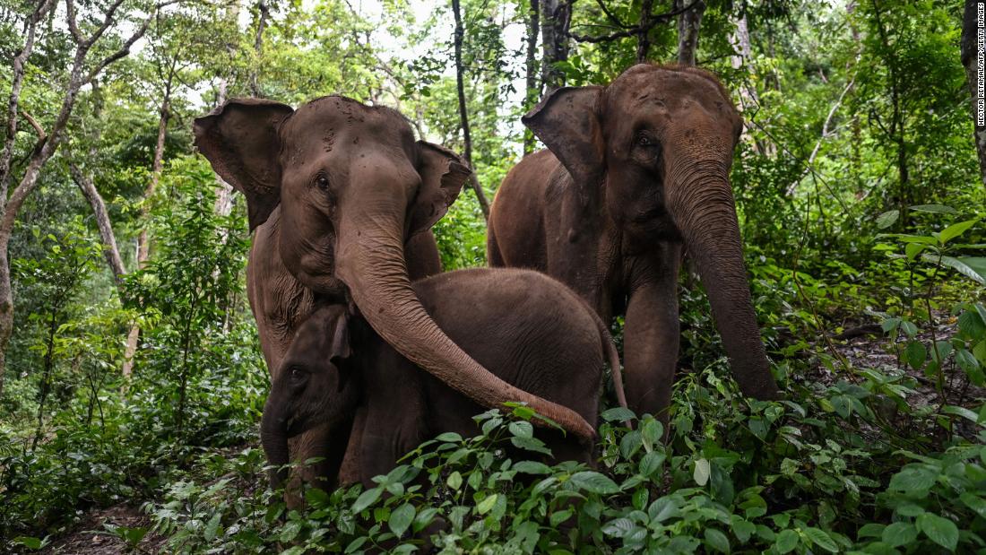 توصلت الدراسة إلى أن ما يقرب من ثلثي موائل الأفيال فقدت في آسيا