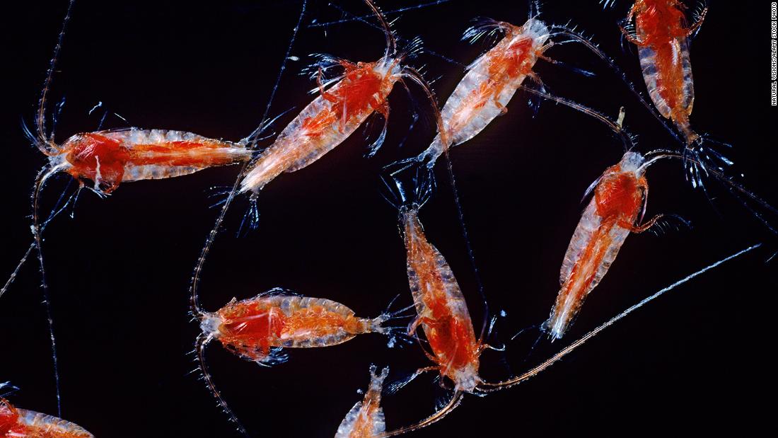 Life in the ocean’s “twilight zone” is threatened by climate change