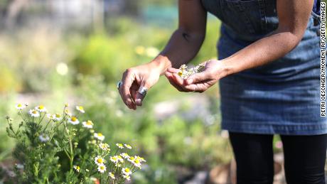 Learning about wild edible plants and foraging for food can help educate people on how to heal soil and waterways, according to expert forager Lisa M. Rose.