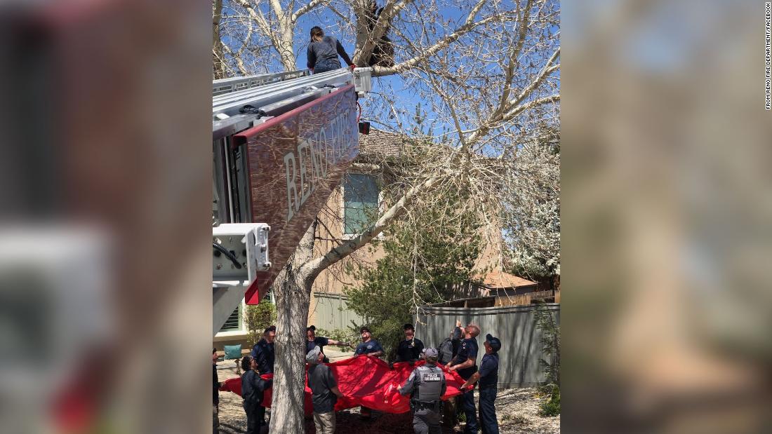 NextImg:Nevada firefighters came to the rescue of a bear that got stuck in a tree