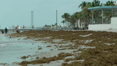Piles of sargassum seaweed are accumulating on the beaches of Florida&#39;s Key West. Scientists say the seaweed is expected to increase even more over the next few months. 