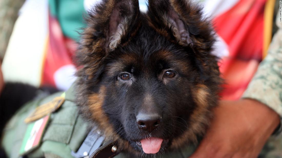 Turquia presenteia um cachorro ao México depois que um cão de resgate morreu em serviço no terremoto