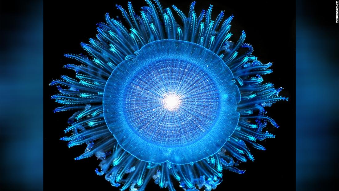 NextImg:Ocean currents that carry trash to the Great Pacific Garbage Patch also fill it with floating sea life