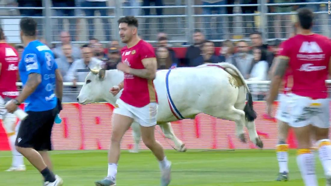 Les joueurs sont obligés de se mettre à l’abri alors qu’un taureau enragé fait des ravages lors d’un match de rugby à XV en France.