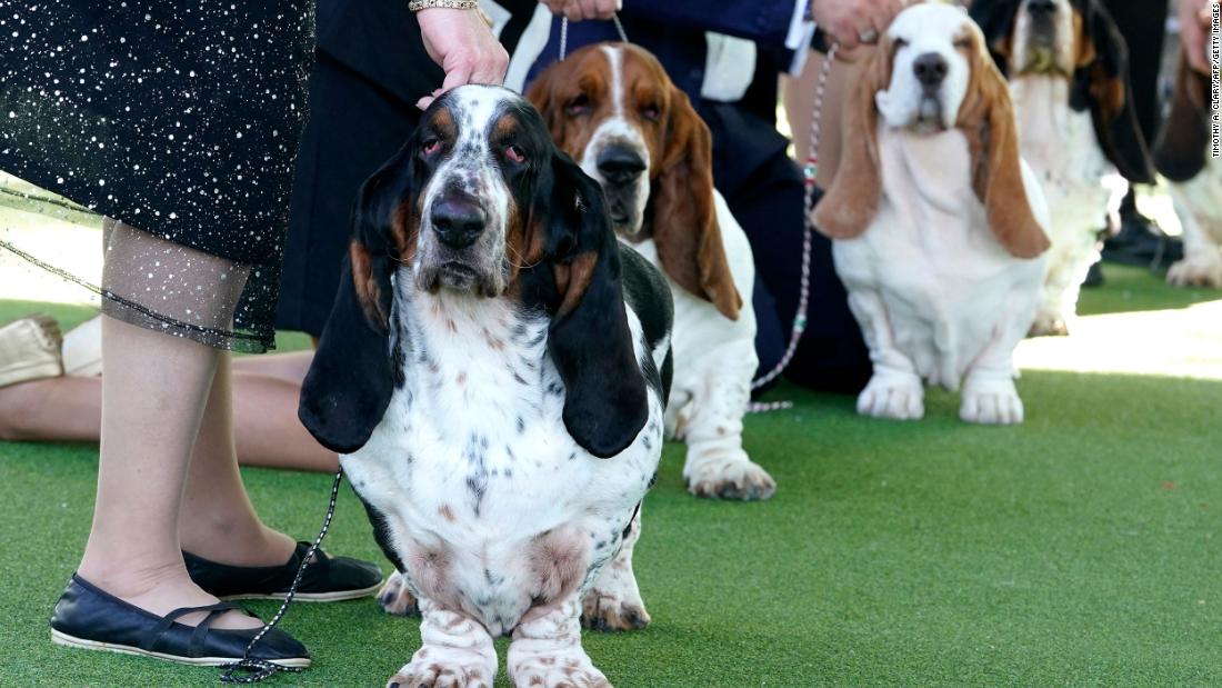 Westminster Dog Show 2023: How to watch