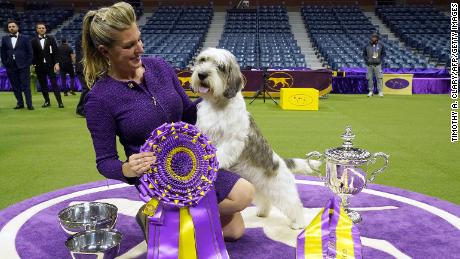 Handler Janice Hayes holds Buddy Holly the Petit Basset Griffon Vendeen after winning the Best in Show award during the Annual Westminster Kennel Club Dog Show Best in Show at Arthur Ashe Stadium in Queens, New York, on May 9, 2023. 