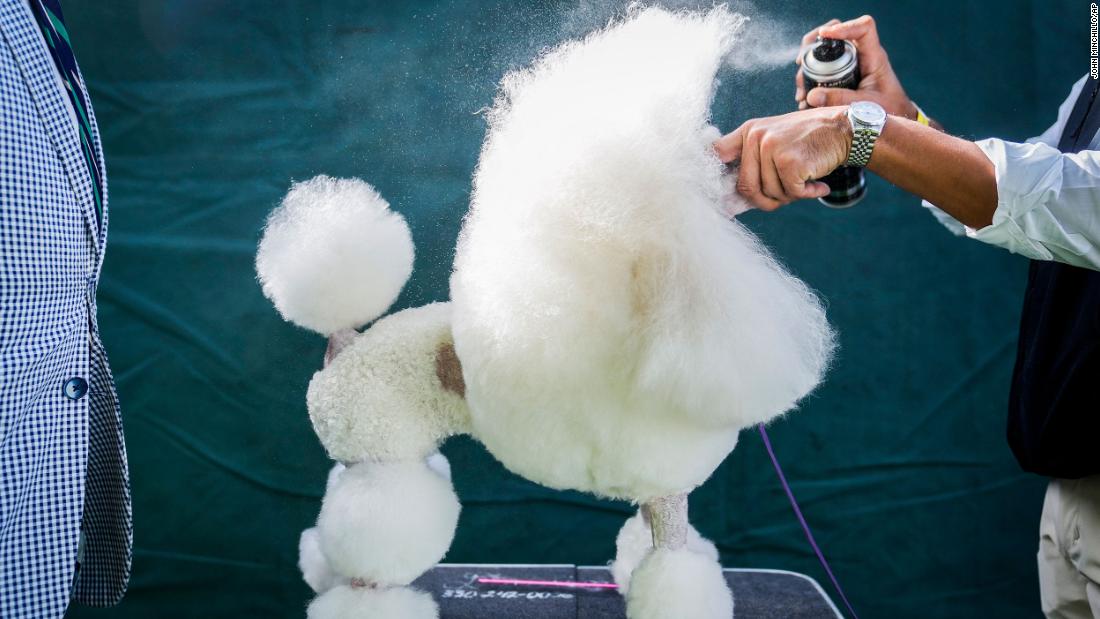 A miniature poodle is groomed before competing on Monday.