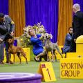 03 westminster dog show gallery 050923
