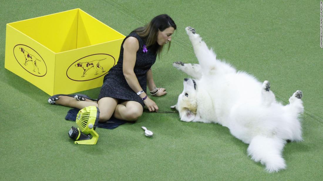 A Great Pyrenees relaxes before competing on Tuesday.