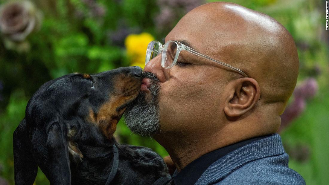 A smooth-haired Dachshund kisses its handler during competition on Monday.