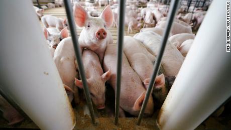 Supreme Court upholds California&#39;s anti-animal cruelty law for pork