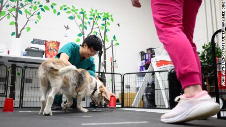 Woofus, 15-year-old basset hound mix, plays &quot;find the treat&quot; games with researchers.