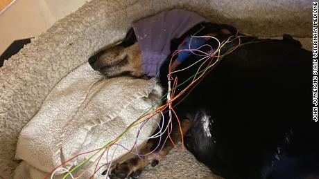 Coco, a 12-year-old dachshund, has no problem snoozing when wired with EEG electrodes.