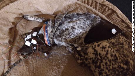 Jake, a 13-year-old pointer, was one of 28 dogs trained to sleep with EEG electrodes.
