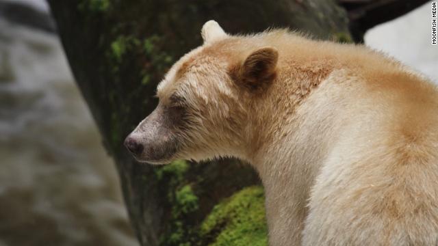 Protecting the land of the spirit bear gemist? Kijk het hier.