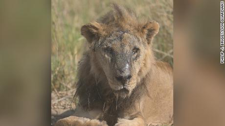 One of Africa&#39;s oldest lions killed in Kenya, conservationists say 