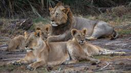 230514074638 lions kenya file hp video Ten lions killed in southern Kenya as human-wildlife conflict escalates