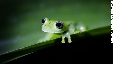 Amphibians, such as this emerald glass frog in Panama, are seeing high levels of population declines, according to a new study.
