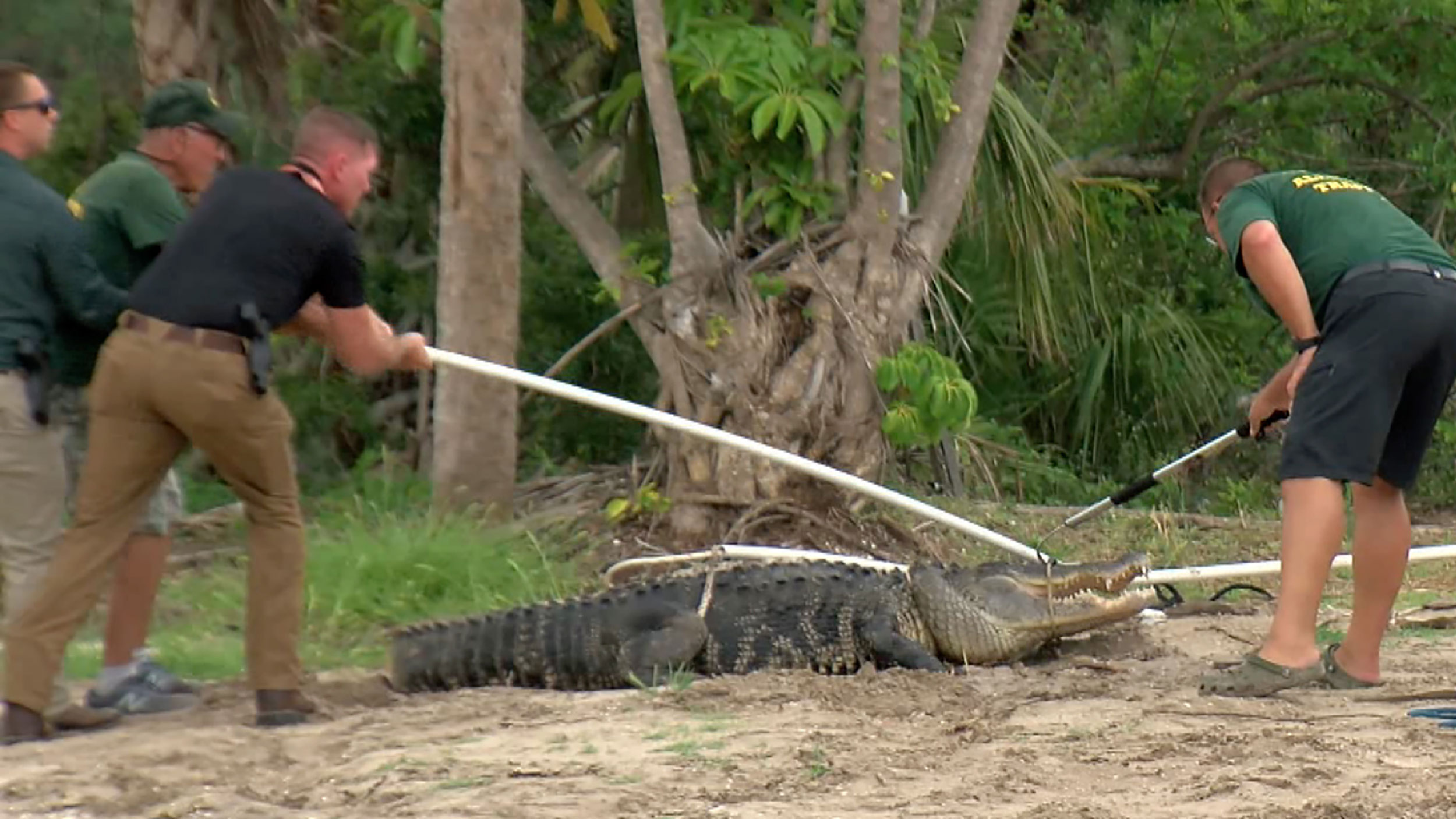 A Florida man's arm was amputated after he was attacked by a 10-foot  alligator