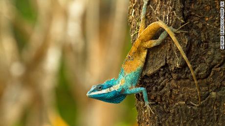 The Cambodian blue-crested agama is among the 380 new species listed in the World Wildlife Fund&#39;s latest update on the Mekong region. It changes color as a defense mechanism.