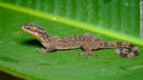 Thailand&#39;s bent-toed gecko was named after a mythical tree nymph.