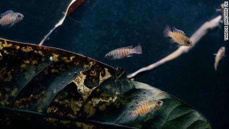 Tiny chameleon fish found in Myanmar are about the size of a fingertip.
