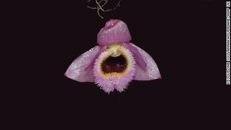 This brilliant pink orchid found in Laos resembles a character from &quot;The Muppet Show.&quot;