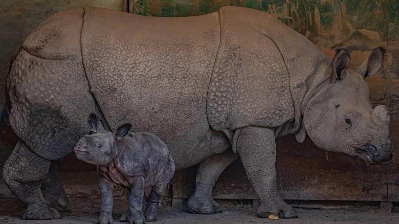 Mira el zoológico que revoluciona la conservación animal en Europa ...