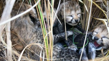 The Indian cheetah cubs are seen together shortly after their birth in March.