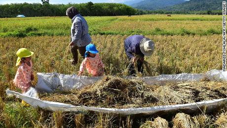 Farmers and children harvest rice in a field in the southern Thai province of Narathiwat on March 27.