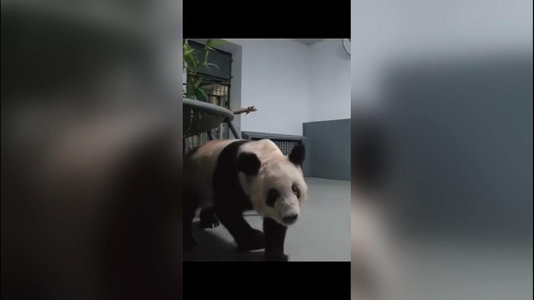 Yaya, la panda gigante, regresó a China, así fue su llegada a Beijing ...