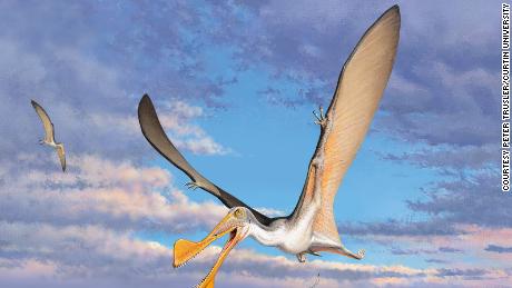 An artist&#39;s sketch of a pterosaur. 
