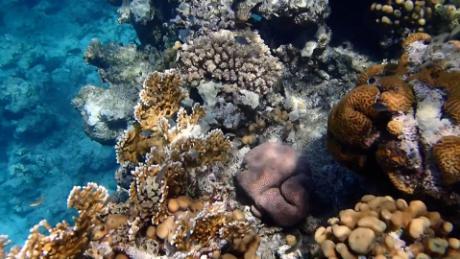 Something is missing in this coral reef and it's threatening an entire ecosystem