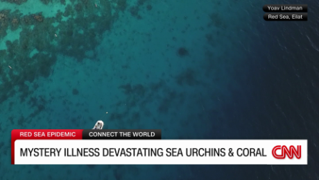 exp black sea urchins disappearance hadas gold pkg + intv  060210ASEG1 cnni world _00002001.png