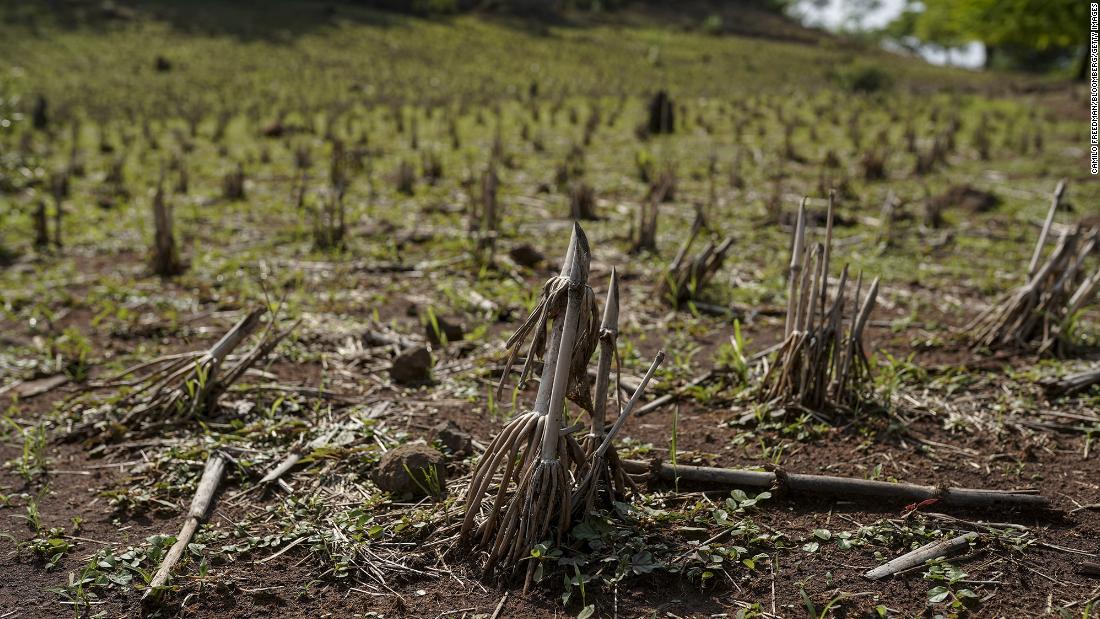 NextImg:Climate event El Niño could hit the economy from food prices to clothing sales this year