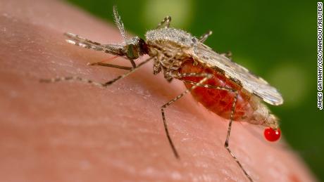 An Anopheles stephensi mosquito, which can carry malaria, obtains a blood meal from a human.