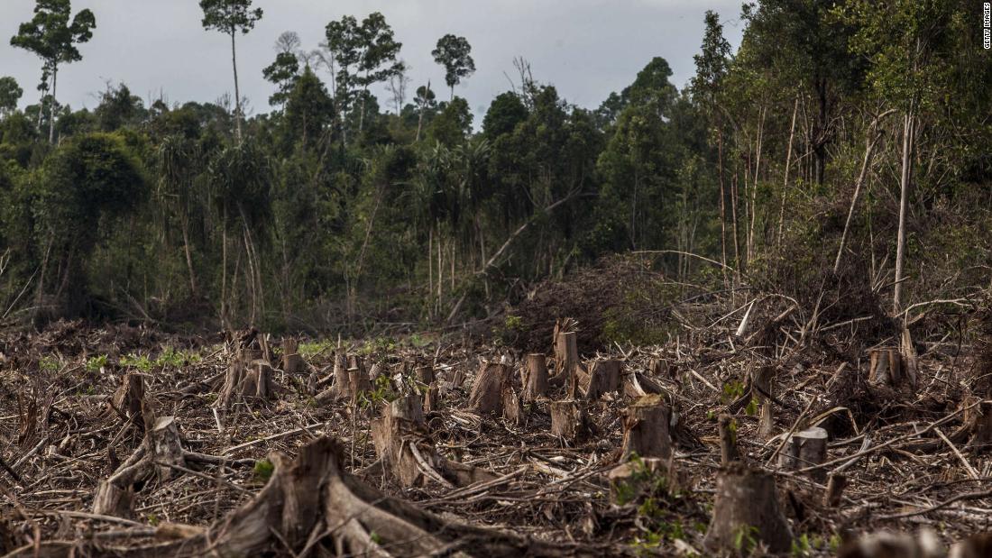 Pese a las promesas para detener la deforestación, un nuevo informe ...