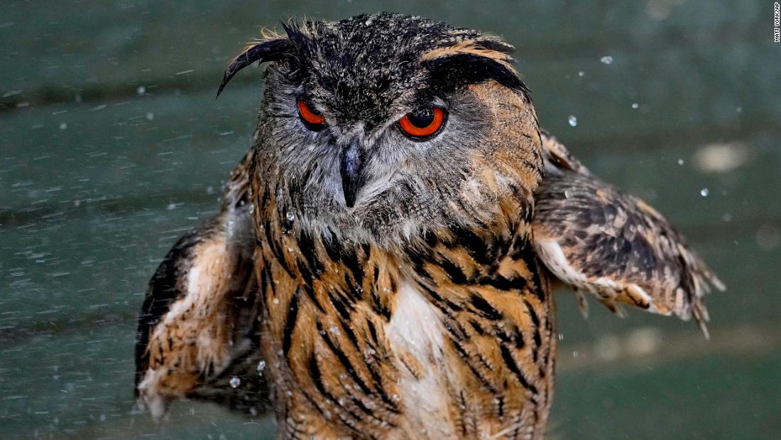 Archimedes, a Eurasian eagle-owl, is cooled off by his handler at the Phoenix Zoo on June 27.