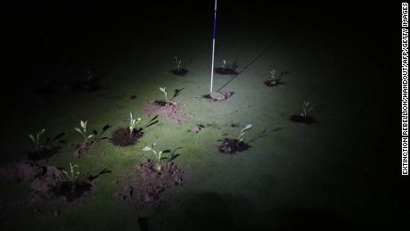 Seedlings planted by Extinction Rebellion climate activists on a golf course in Gorraiz, near Pamplona in a photograph released on July 2, 2023.