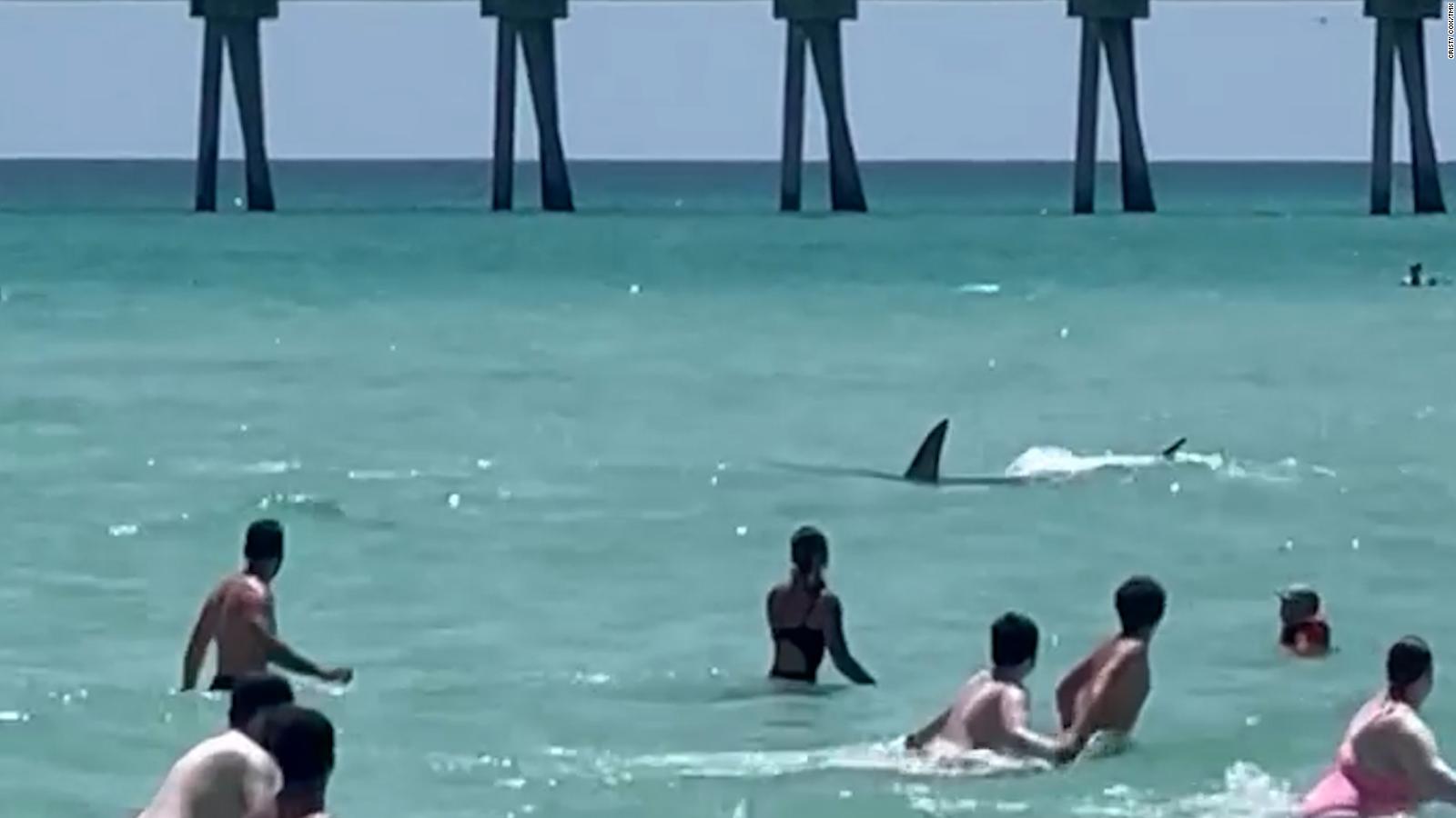 Video Shark sends beachgoers running for shore at Florida beach CNN