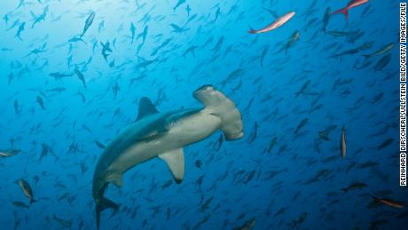 Several shark species are facing extinction. Here&#39;s how you can help