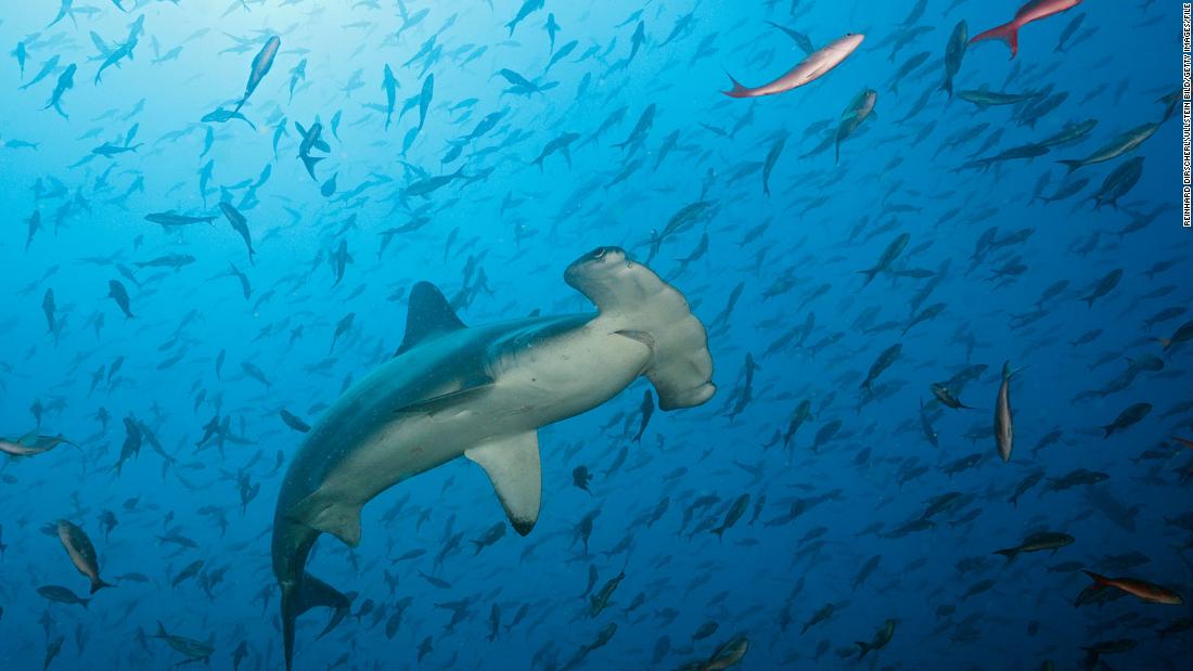 Several shark species are facing extinction. Here's how you can help