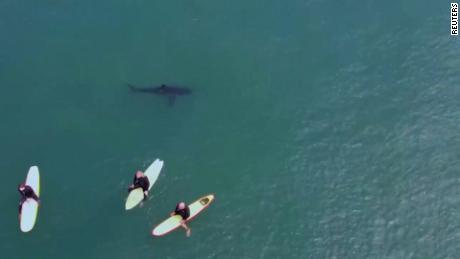 Drone footage shows great white shark swimming near surfers